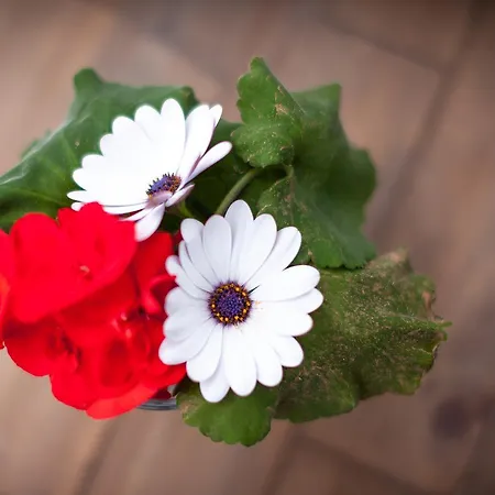 Azulfit Surya Yoga & Pilates Retreat Inn *