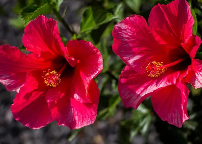 Värdshus Azulfit Surya Yoga & Pilates Retreat *