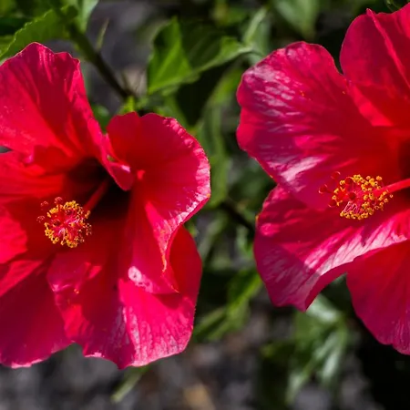 Πανδοχείο Azulfit Surya Yoga & Pilates Retreat *